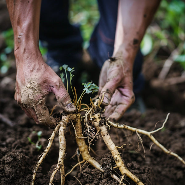 Rooted in Health: The Comprehensive Guide to Ginseng Benefits